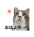 さばお スタンプ（個別スタンプ：2）