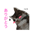 さばお スタンプ（個別スタンプ：5）