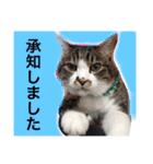 さばお スタンプ（個別スタンプ：11）