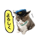 さばお スタンプ（個別スタンプ：23）