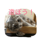 だーい好き。ニャン吉（個別スタンプ：3）