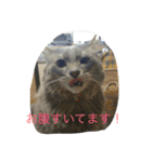 だーい好き。ニャン吉（個別スタンプ：6）
