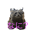だーい好き。ニャン吉（個別スタンプ：9）