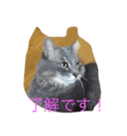 だーい好き。ニャン吉（個別スタンプ：15）