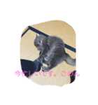 だーい好き。ニャン吉（個別スタンプ：16）