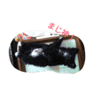 wanLove（個別スタンプ：6）