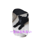 wanLove（個別スタンプ：7）