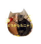 yokoy's family（個別スタンプ：2）