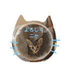 yokoy's family（個別スタンプ：11）