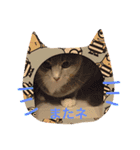 yokoy's family（個別スタンプ：16）