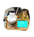 ねこ色々（個別スタンプ：1）