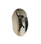 ねこ色々（個別スタンプ：2）