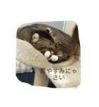 ねこ色々（個別スタンプ：4）