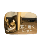 ねこ色々（個別スタンプ：7）