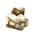 animal*lalala（個別スタンプ：1）
