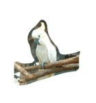 animal*lalala（個別スタンプ：2）