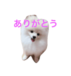 しじみさん♡（個別スタンプ：3）