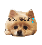 ポメのれおくん（個別スタンプ：1）