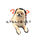 ポメのれおくん（個別スタンプ：2）