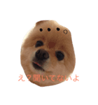 ポメのれおくん（個別スタンプ：4）