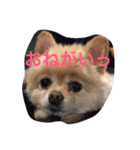 ポメのれおくん（個別スタンプ：5）