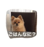 ポメのれおくん（個別スタンプ：6）