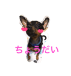 ミニチュアピンシャ（個別スタンプ：4）