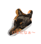 ミニチュアピンシャ（個別スタンプ：5）