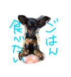 ミニチュアピンシャ（個別スタンプ：7）