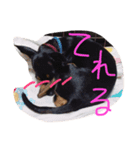 ミニチュアピンシャ（個別スタンプ：8）
