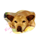 ちゃあ子（個別スタンプ：1）