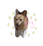 ちゃあ子（個別スタンプ：11）