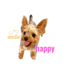 kawaii cute Yorkie（個別スタンプ：1）