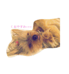 kawaii cute Yorkie（個別スタンプ：2）