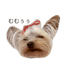 kawaii cute Yorkie（個別スタンプ：3）