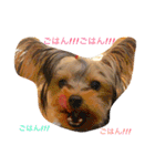 kawaii cute Yorkie（個別スタンプ：4）
