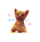 kawaii cute Yorkie（個別スタンプ：5）