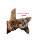 kawaii cute Yorkie（個別スタンプ：9）