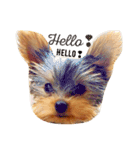 kawaii cute Yorkie（個別スタンプ：10）