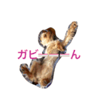 kawaii cute Yorkie（個別スタンプ：11）