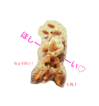 kawaii cute Yorkie（個別スタンプ：12）
