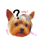 kawaii cute Yorkie（個別スタンプ：13）
