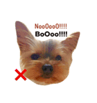 kawaii cute Yorkie（個別スタンプ：14）