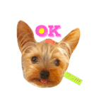 kawaii cute Yorkie（個別スタンプ：15）