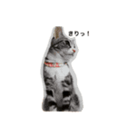 猫姉妹1（個別スタンプ：1）