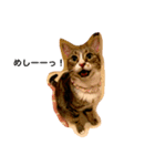 猫姉妹1（個別スタンプ：2）