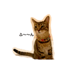 猫姉妹1（個別スタンプ：3）