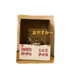 猫姉妹1（個別スタンプ：5）