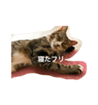 猫姉妹1（個別スタンプ：6）
