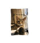 猫姉妹1（個別スタンプ：7）